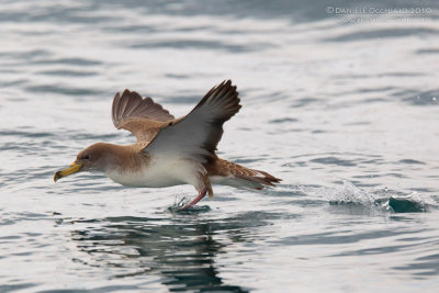 Scopoli's Shearwater (Calonectris diomedea)