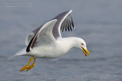 Yellow-legged Gull (Larus michahellis)