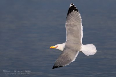 Yellow-legged Gull (Larus michahellis)