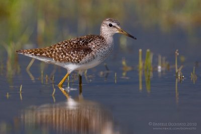 Wood Sandpiper (Tringa glareola)