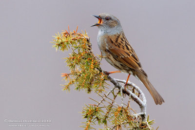 Dunnock (Prunella modularis)