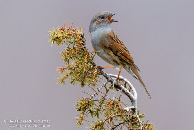 Dunnock (Prunella modularis)