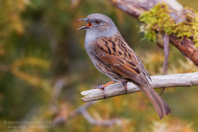 Dunnock (Prunella modularis)