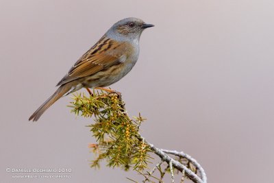 Dunnock (Prunella modularis)