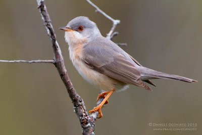 Moltoni's Warbler (Sylvia subalpina)