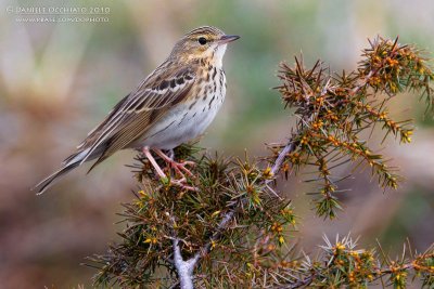 Tree Pipit (Anthus trivialis)