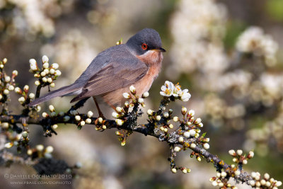 Moltoni's Warbler (Sylvia subalpina)