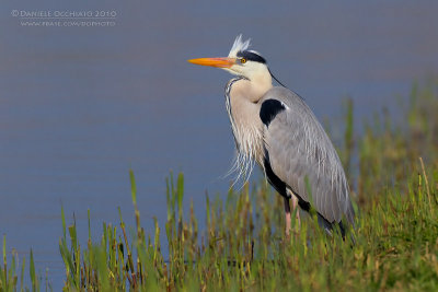 Grey Heron (Ardea cinerea)