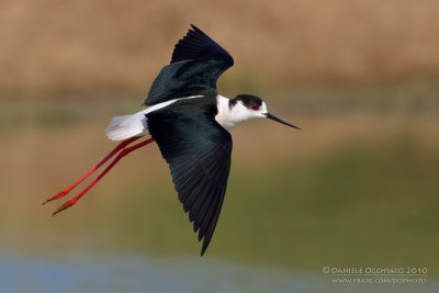 Black-winged Stilt (Himantopus himantopus)