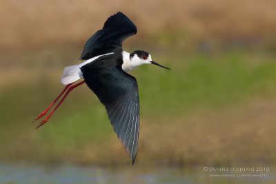 Black-winged Stilt (Himantopus himantopus)