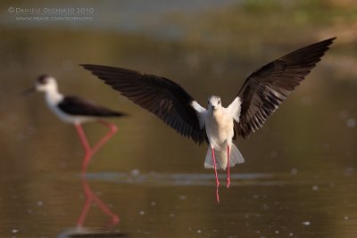 Black-winged Stilt (Himantopus himantopus)