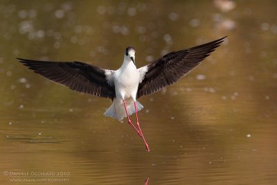 Black-winged Stilt (Himantopus himantopus)