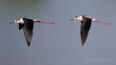 Black-winged Stilt (Himantopus himantopus)