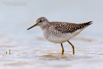 Wood Sandpiper (Tringa glareola)