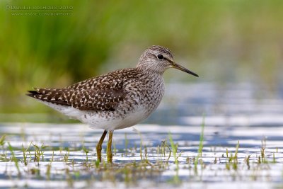 Wood Sandpiper (Tringa glareola)