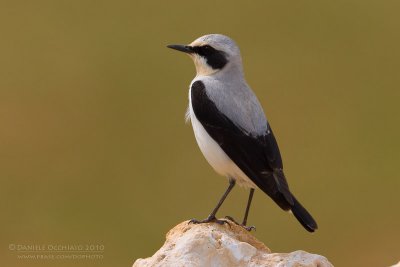 Northern Wheatear (Oenanthe oenanthe ssp libanotica)