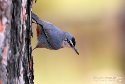 Krueper's Nuthatch (Sitta krueperi)