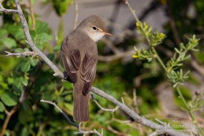 Upcher's Warbler (Hippolais languida)