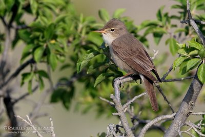 Upcher's Warbler (Hippolais languida)