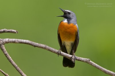 White-throated Robin (Irania gutturalis)