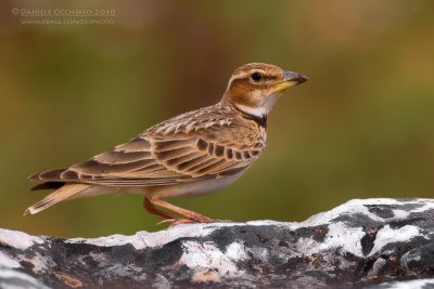 Bimaculated Lark (Melanocorypha bimaculata ssp rufescens)