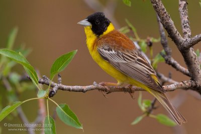 Black-headed Bunting (Emberiza melanocephala)