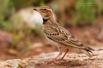 Bimaculated Lark (Melanocorypha bimaculata ssp rufescens)