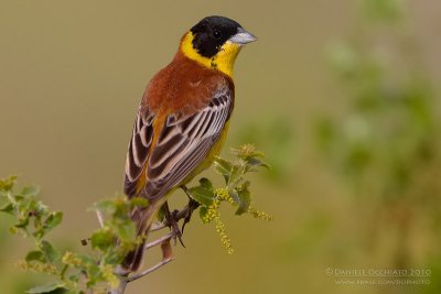 Black-headed Bunting (Emberiza melanocephala)