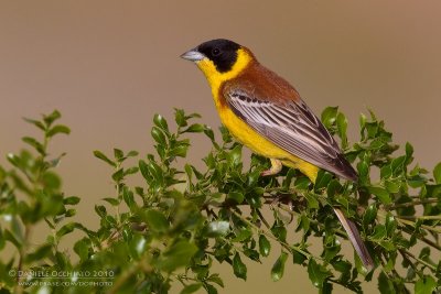 Black-headed Bunting (Emberiza melanocephala)