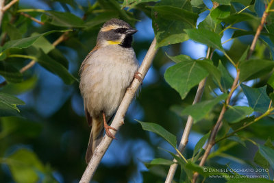 Dead Sea Sparrow (Passer moabiticus ssp mesopotamicus)