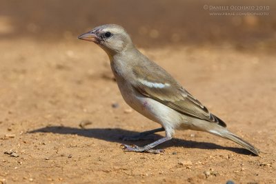 Yellow-throated Sparrow (Passera lagia golagialla)