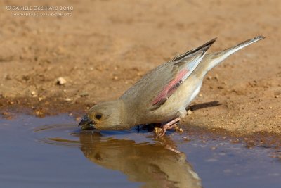 Desert Finch (Rhodopechys obsoleta)