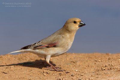 Desert Finch (Rhodopechys obsoleta)