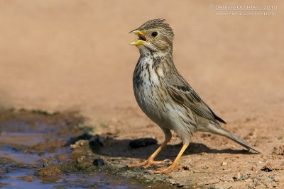 Corn Bunting (Miliaria calandra ssp buturlini)