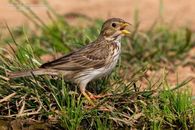 Corn Bunting (Miliaria calandra ssp buturlini)