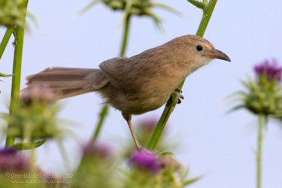 Iraq Babbler (Turdoides altirostris)