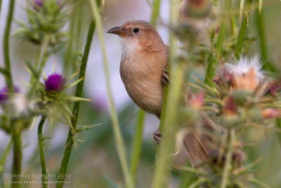 Iraq Babbler (Turdoides altirostris)