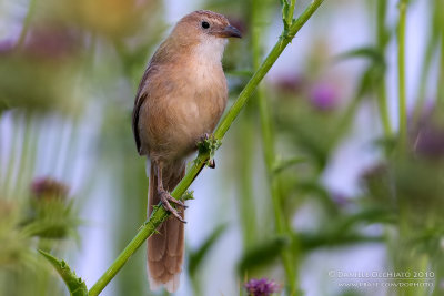 Iraq Babbler (Garrulo dell'Iraq)