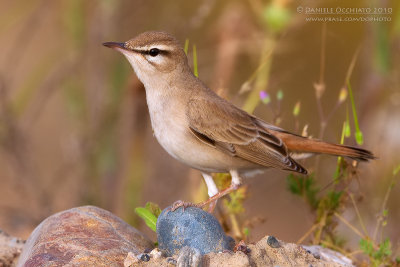 Rufous Bush Robin (Cercotrichas galactotes ssp familiaris)