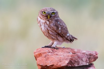 Little Owl (Athene noctua ssp lilith)