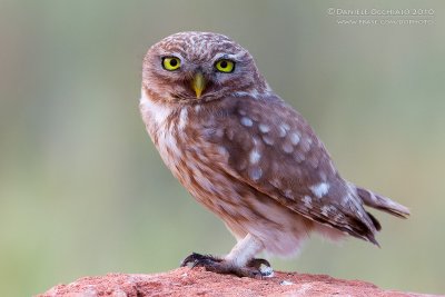 Little Owl (Athene noctua ssp lilith)