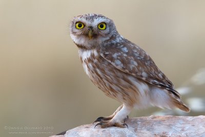 Little Owl (Athene noctua ssp lilith)