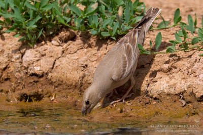 Pale Rock Sparrow (Carpospiza brachydactyla)