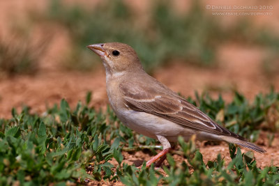 Pale Rock Sparrow (Carpospiza brachydactyla)