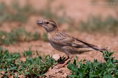 Rock Sparrow (Petronia petronia ssp puteicola)