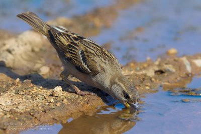 House Sparrow (Passer domesticus ssp mayaudi/biblicus)