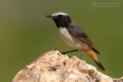 Kurdish Wheatear (Oenanthe xanthoprymna)