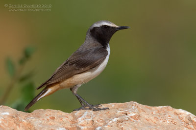 Kurdish Wheatear (Oenanthe xanthoprymna)