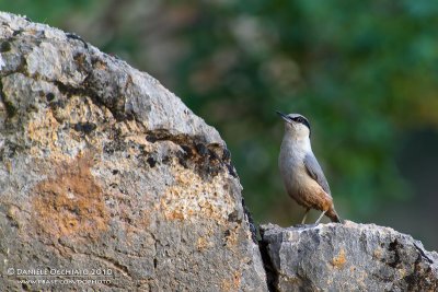 Eastern Rock Nuthatch (Sitta teprhonota ssp dresseri)