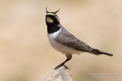 Horned Lark (Allodola golagialla)